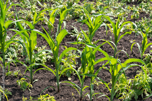 Small corn sprouts in the field