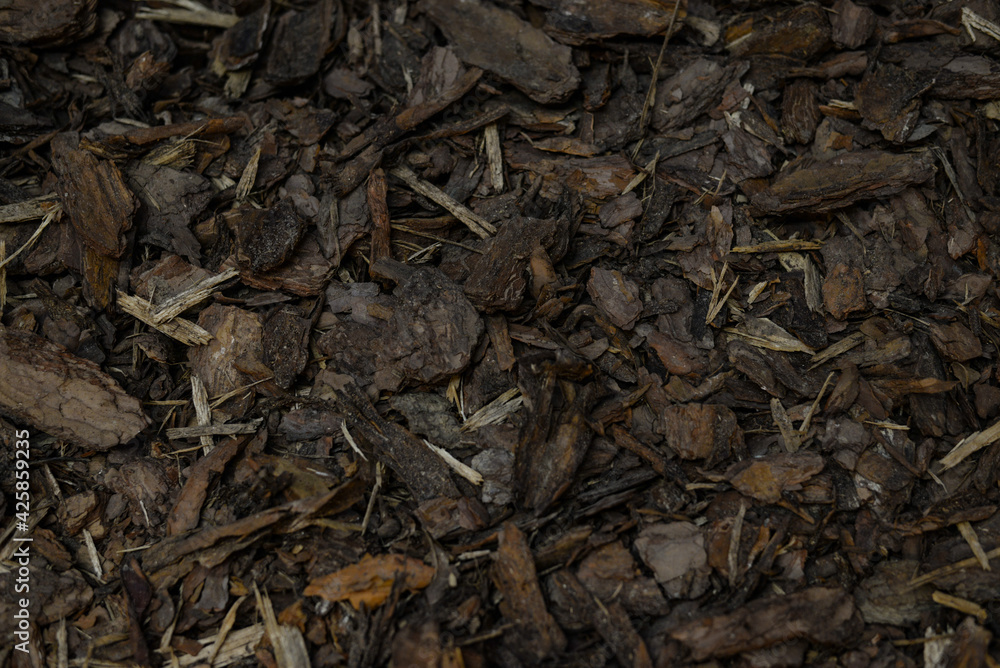 Tree bark is a general background Tree bark is a general background