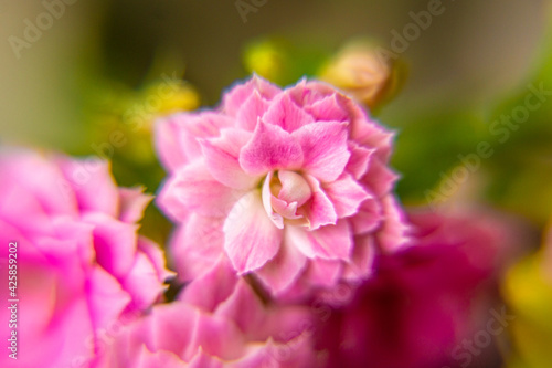 bright pink indoor flower Kalanchoe Blossfeld shot close-up with soft focus © Dmitrii