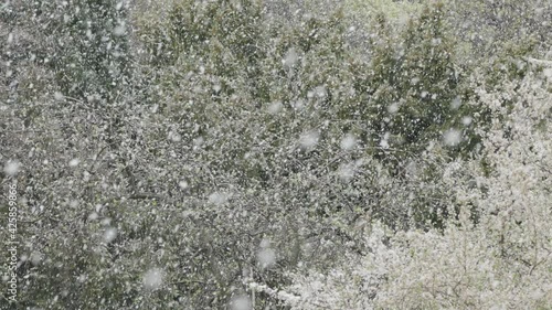 Snowing on tree and blooming bush in spring time season. Big falling snowflakes.