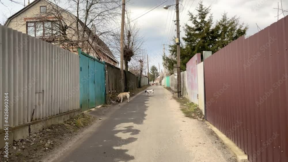 Walking on the street with stray and homeless dogs, dangerous village road, 4k footage