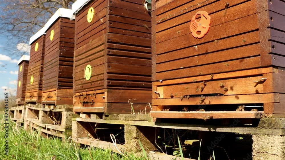 The bee hives with flying bees in spring nature with sunlight The bee hives with flying bees in spring nature with sunlight