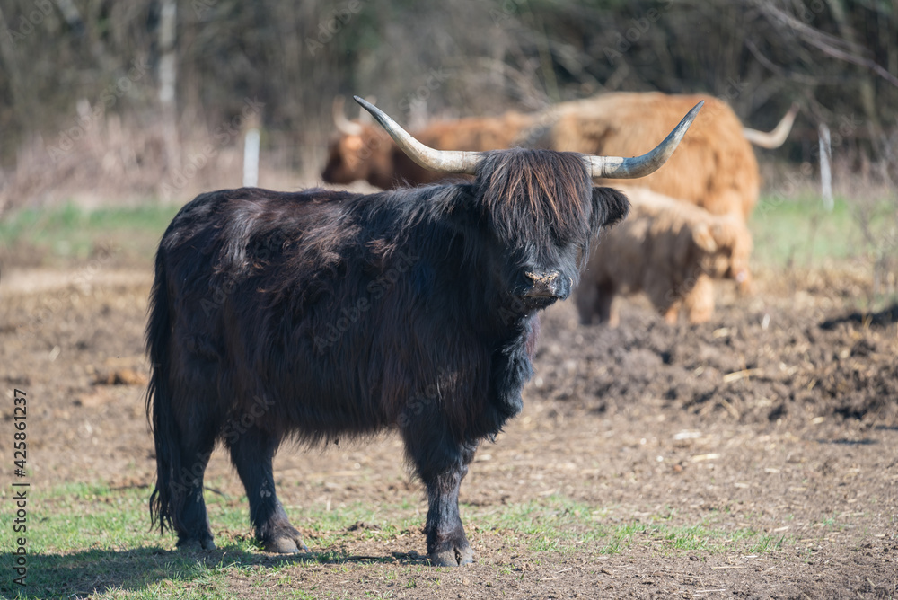 Scottish highland cattle in the mountains - A black Scottish Highland cattle with large horns
Scottish highland cattle in the mountains - A black Scottish Highland cattle with large horns