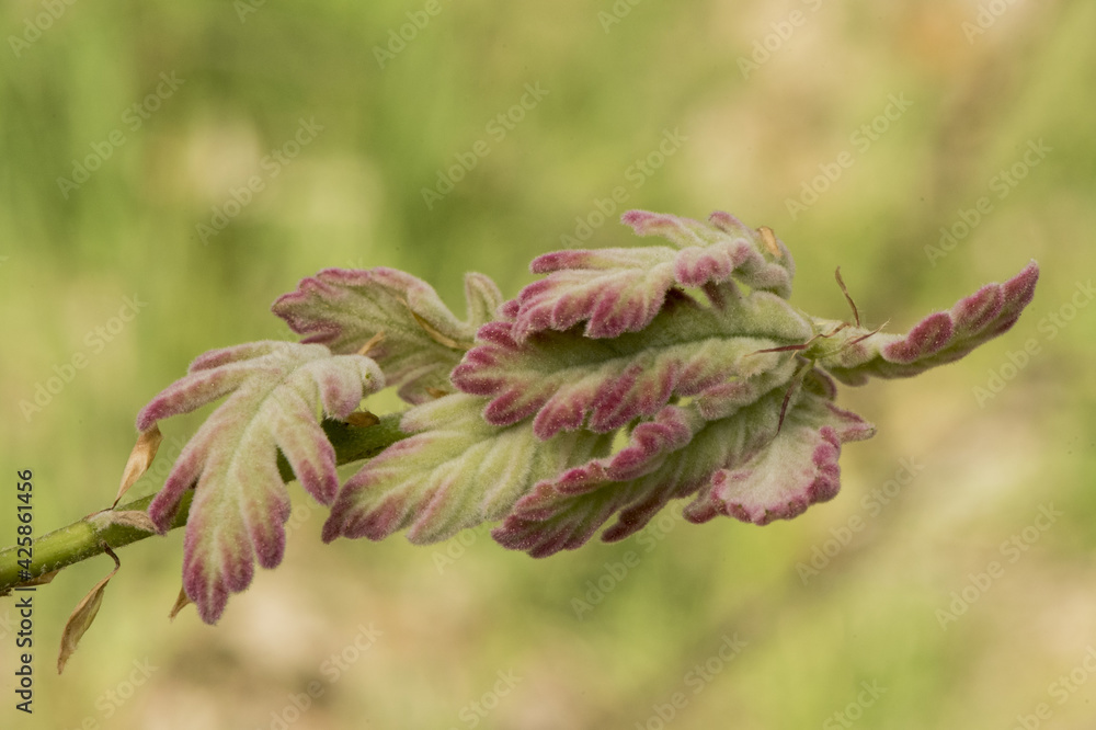 Quercus pyrenaica Pyrenean oak green and red leaf buds in spring with velvet look at end of twigs with ribbing and artistic blur on diffuse green background Quercus pyrenaica Pyrenean oak green and red leaf buds in spring with velvet look at end of twigs with ribbing and artistic blur on diffuse green background