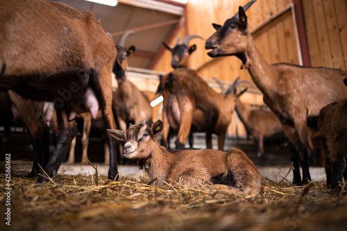 Low angle view of beautiful goat kid at the farm. Domestic animals eating in background.