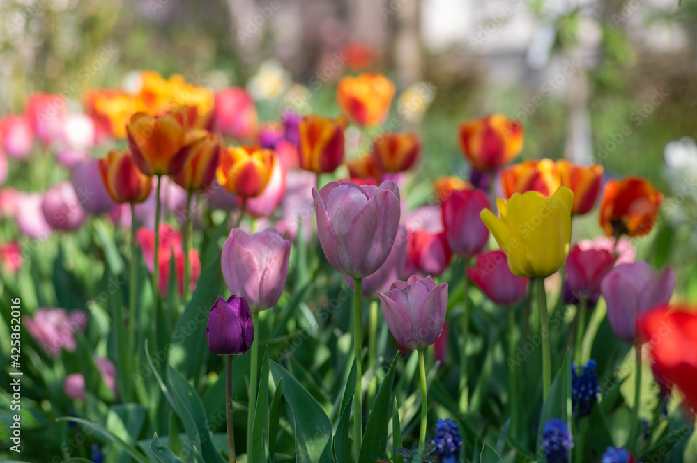 Amazing garden field with tulips of various bright rainbow color petals, beautiful bouquet of colors in sunlight daylight