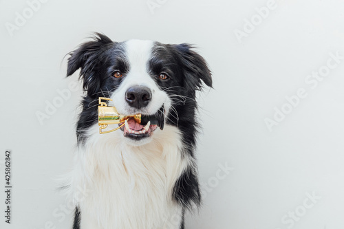 Cute puppy dog border collie holding miniature champion trophy cup in mouth isolated on white background. Winner champion funny dog. Victory first place of competition. Winning or success concept. © Юлия Завалишина