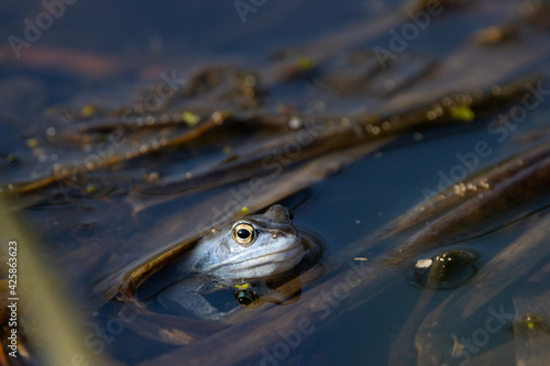 Blue frog Rana arvalis in lake