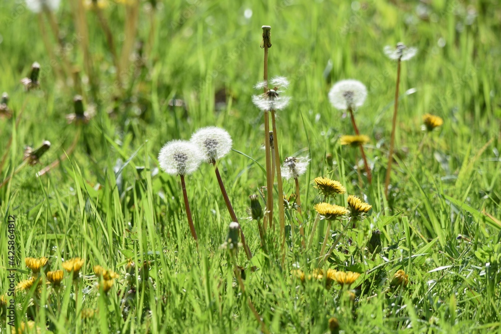 Dandelion flowers and fluff. A perennial plant of the Asteraceae family that grows on the roadside. Dandelion flowers and fluff. A perennial plant of the Asteraceae family that grows on the roadside.