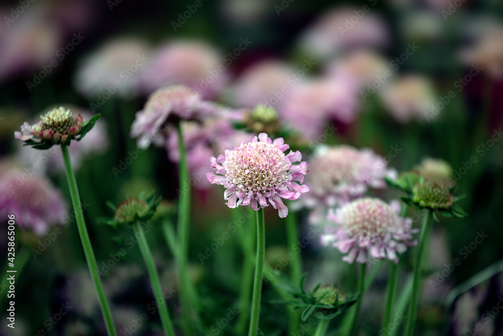 Scabiosa 'Pink Mist' in bloom in spring Scabiosa 'Pink Mist' in bloom in spring