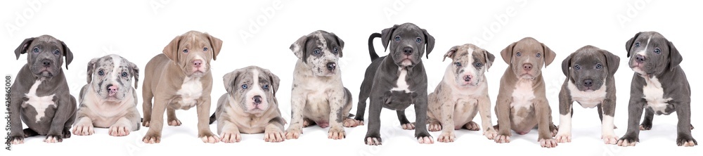 Panorama of a group of purebred American Bully or Bulldog puppies, siblings with blue and white fur isolated on a white background