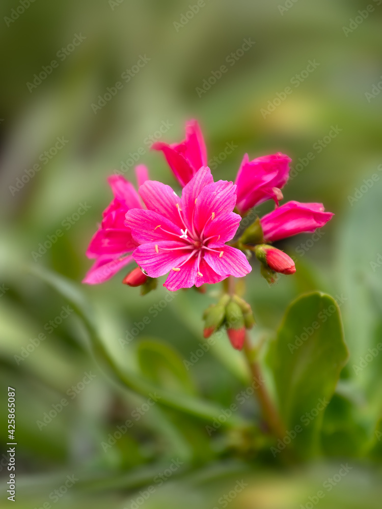 Lewisia cotyledon 'Safira Red' in bloom in spring Lewisia cotyledon 'Safira Red' in bloom in spring