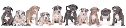 Panorama of a group of purebred American Bully or Bulldog puppies, siblings with blue and white fur isolated on a white background