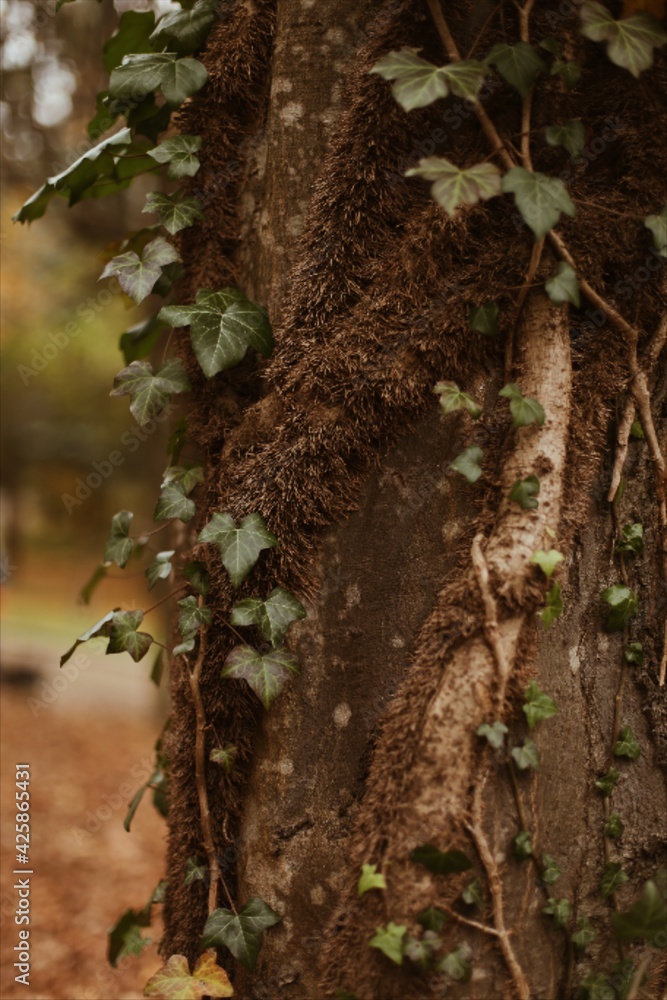 Fototapeta premium moss on tree