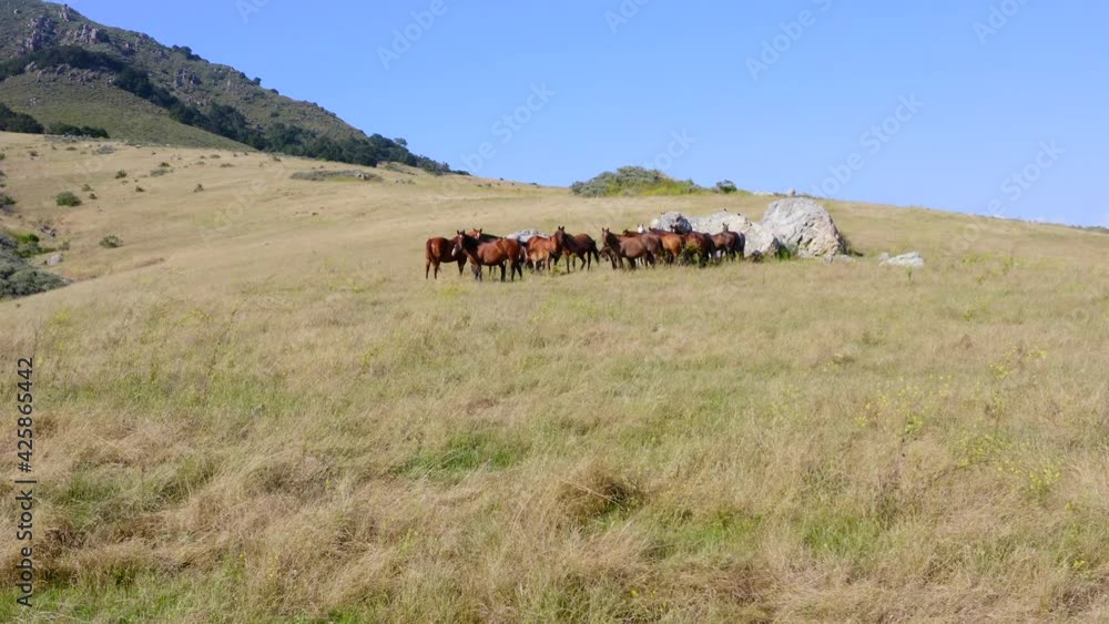 Forward Panning Shot of Wild Horses on a Hill on a Sunny Day Forward Panning Shot of Wild Horses on a Hill on a Sunny Day