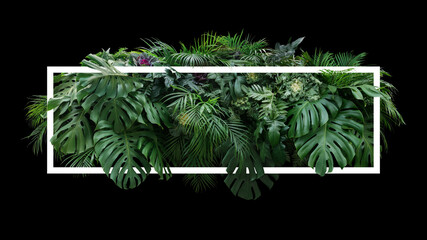 Tropical leaves foliage jungle plant bush floral arrangement nature backdrop with white frame on black background..