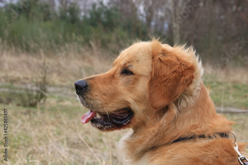 golden retriever dog