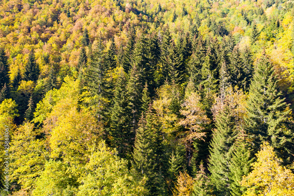 Autumn forest view from drone Autumn forest view from drone