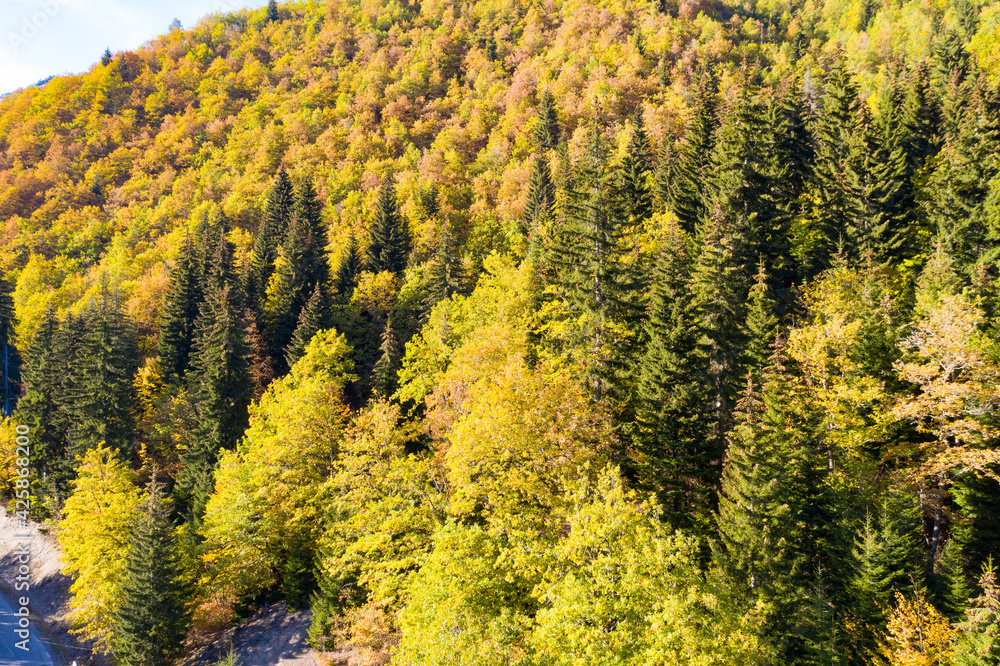 Autumn forest view from drone