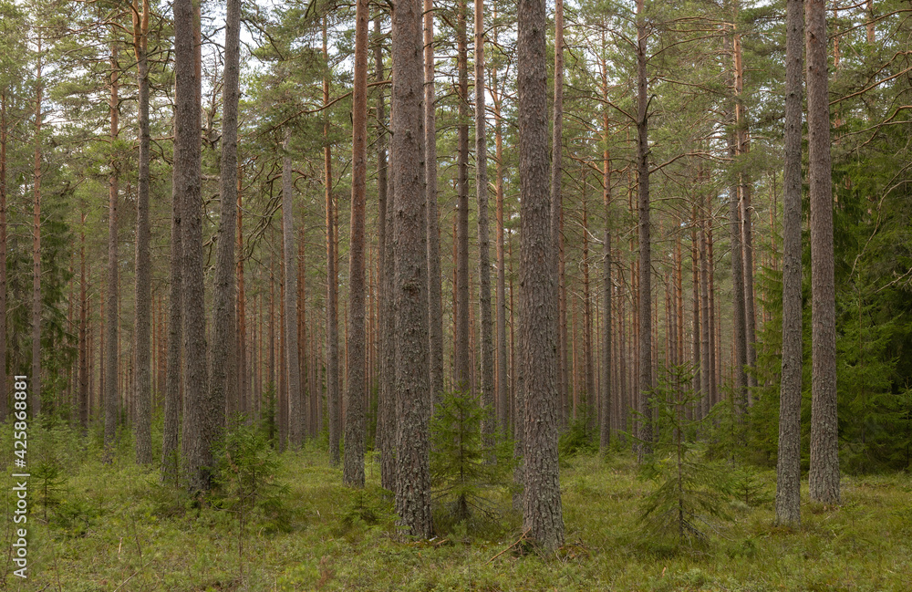 Pine tree forest landscape in the morning. Pine tree forest landscape in the morning.