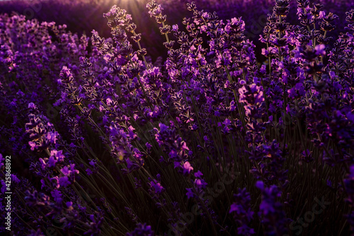 colorful sunset at lavender field in summer purple aromatic flowers.
