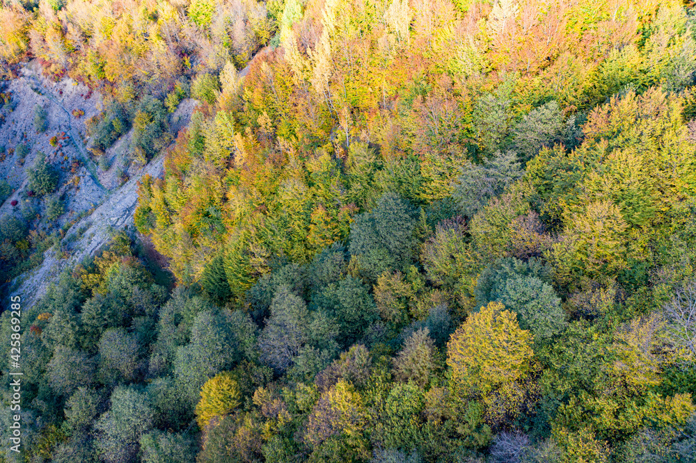 Aerial view of autumn trees. Colorful trees from above Aerial view of autumn trees. Colorful trees from above