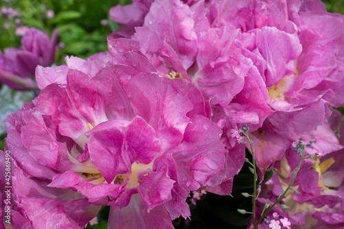 Marco pink tulip spring blossoming flowers into home garden 