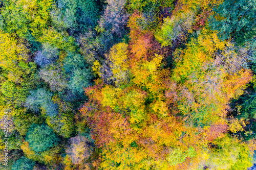Aerial view of autumn trees. Colorful trees from above
