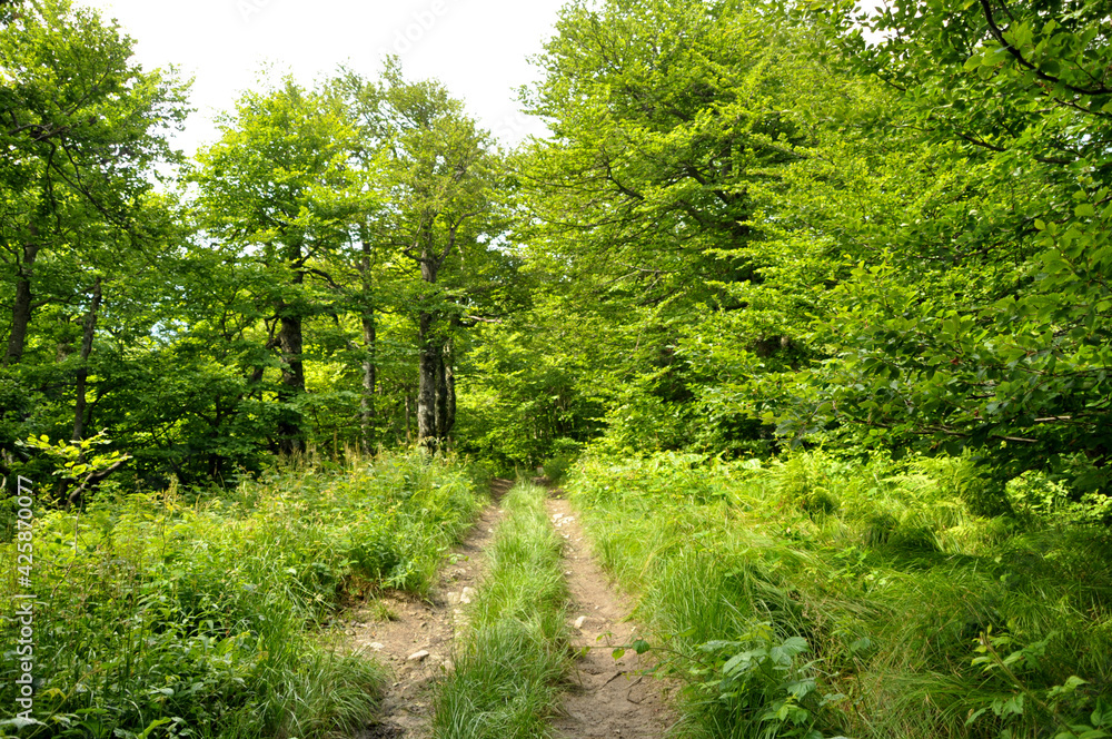 path, road in a green forest path, road in a green forest