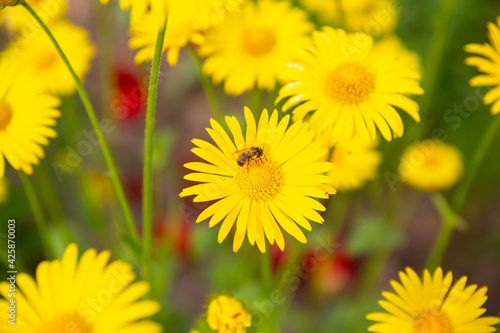 Yellow daisies with a bee in the country garden