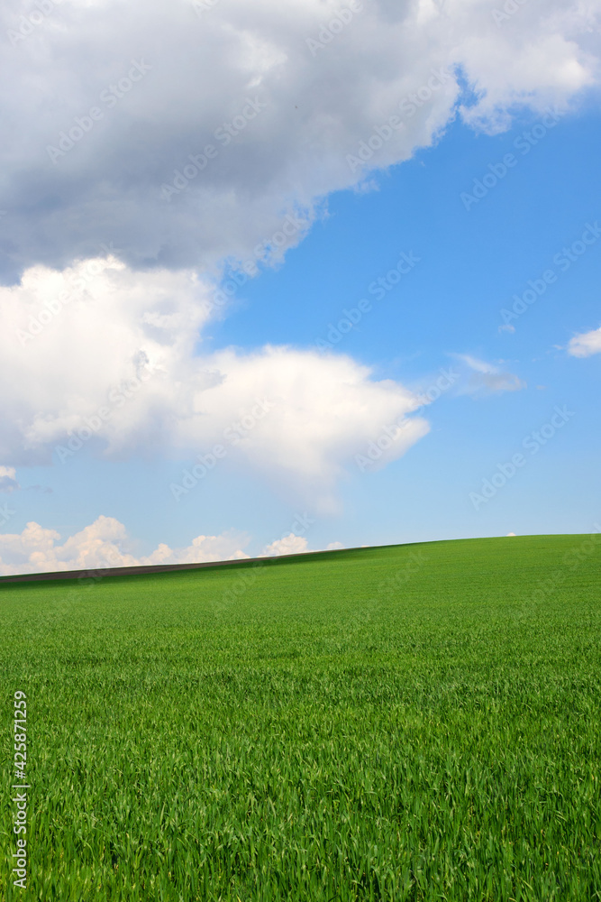 Fresh green young wheat on a background of blue sky with clouds. Beautiful rural landscape. Travel Ukraine. Vertical oriental.