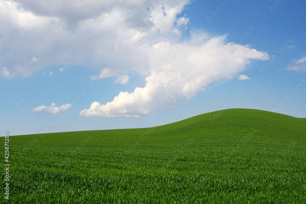 Fresh green young wheat on a background of blue sky with clouds. Beautiful rural landscape. Travel Ukraine.
