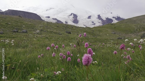 Flowers of Serpent grass (Seneca snakeroot, Bistorta carnea). Mountain valley with views of snow-capped ranges. Side Ridge of Caucasus (3000 m A.S.L), august. Corrie glacier background photo