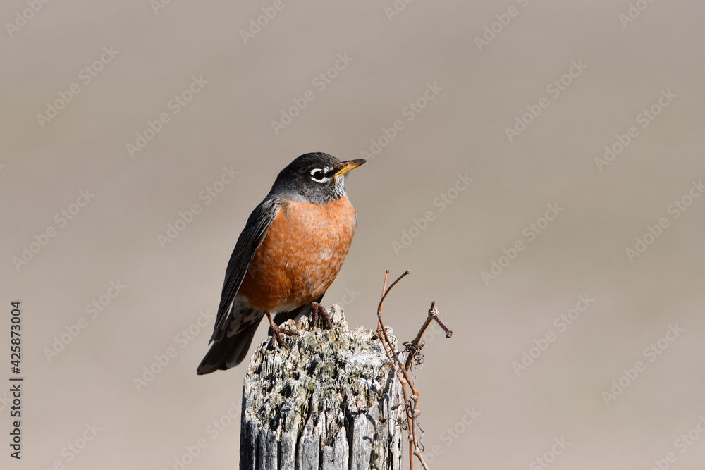 American Robin perched on a country fence post American Robin perched on a country fence post