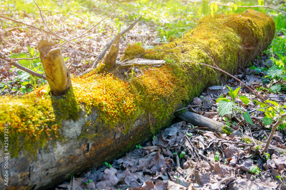 young plant, moss grows in spring on an old tree trunk, early morning in the forest. young plant, moss grows in spring on an old tree trunk, early morning in the forest.