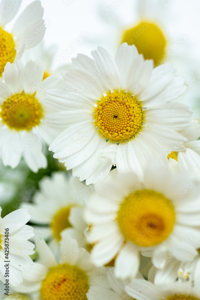 Fototapeta premium Chamomile or daisy flowers on white background