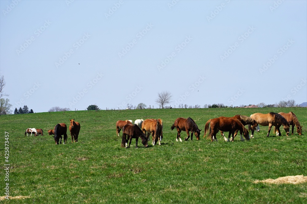 Herd of horses in a farm field
