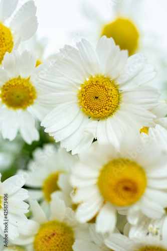 Chamomile or daisy flowers on white background