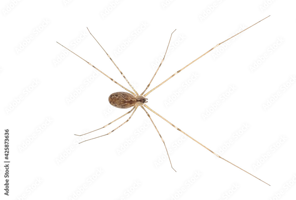 Marbled cellar spider isolated on white background, Holocnemus pluchei Marbled cellar spider isolated on white background, Holocnemus pluchei
