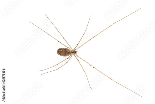 Marbled cellar spider isolated on white background, Holocnemus pluchei