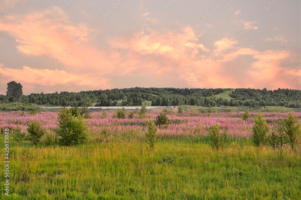 Summer pink morning over meadow with blossoming pink fireweed flowers covered. Picturesque summer landscape - flowering Chamaenerion angustifolium in valley near the lake