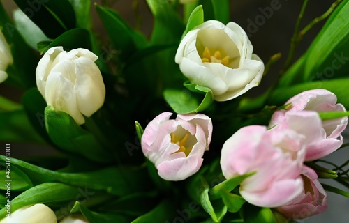 white and pink tulips close up.