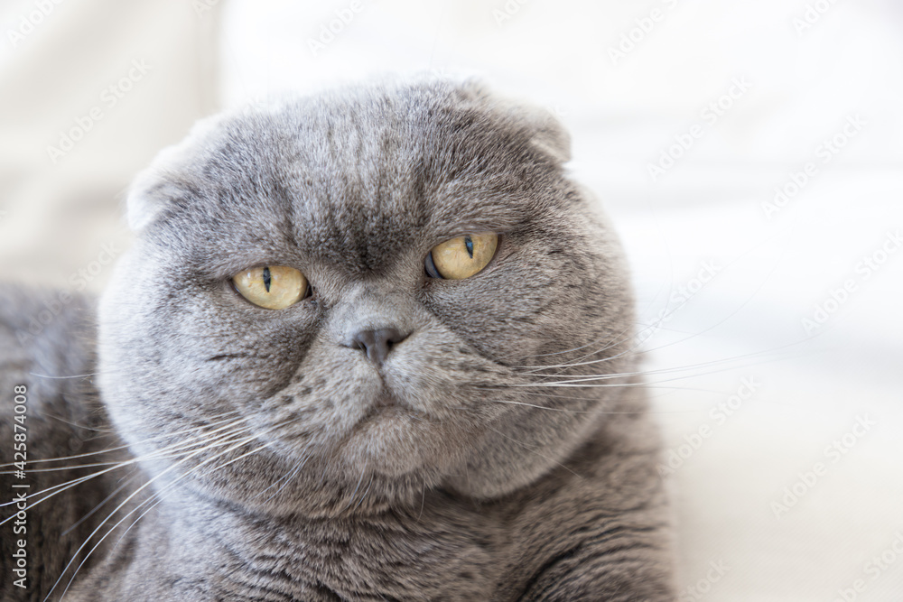 Close-up shot of the snout of a Scottish Fold cat lying on a sofa. The Scottish  Fold is a breed of domestic cat with the ears folded forward. Stock-foto |  Adobe Stock