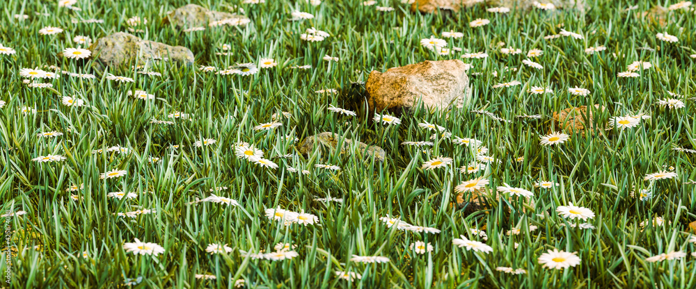 Fototapeta premium Wiese, Rasen oder Gras: Thema Natur