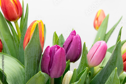 Fototapeta Naklejka Na Ścianę i Meble -  Colorful tulips close up, spring flowers on a light background