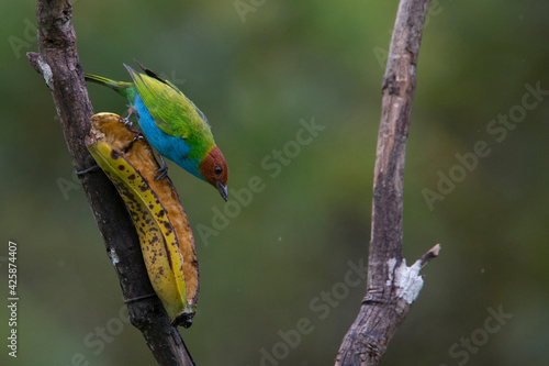 Bay-headed Tanager, (Tangara gyrola), feeding on a banana at the Tangaras Reserve, western Andes, Colombia. photo