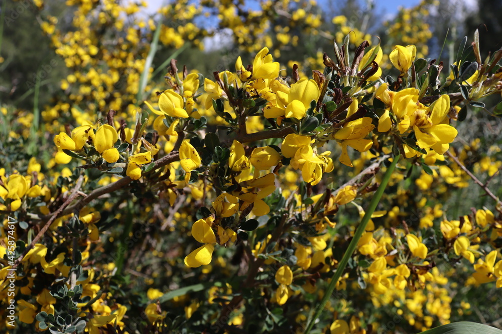 Obraz premium yellow flowers in the field