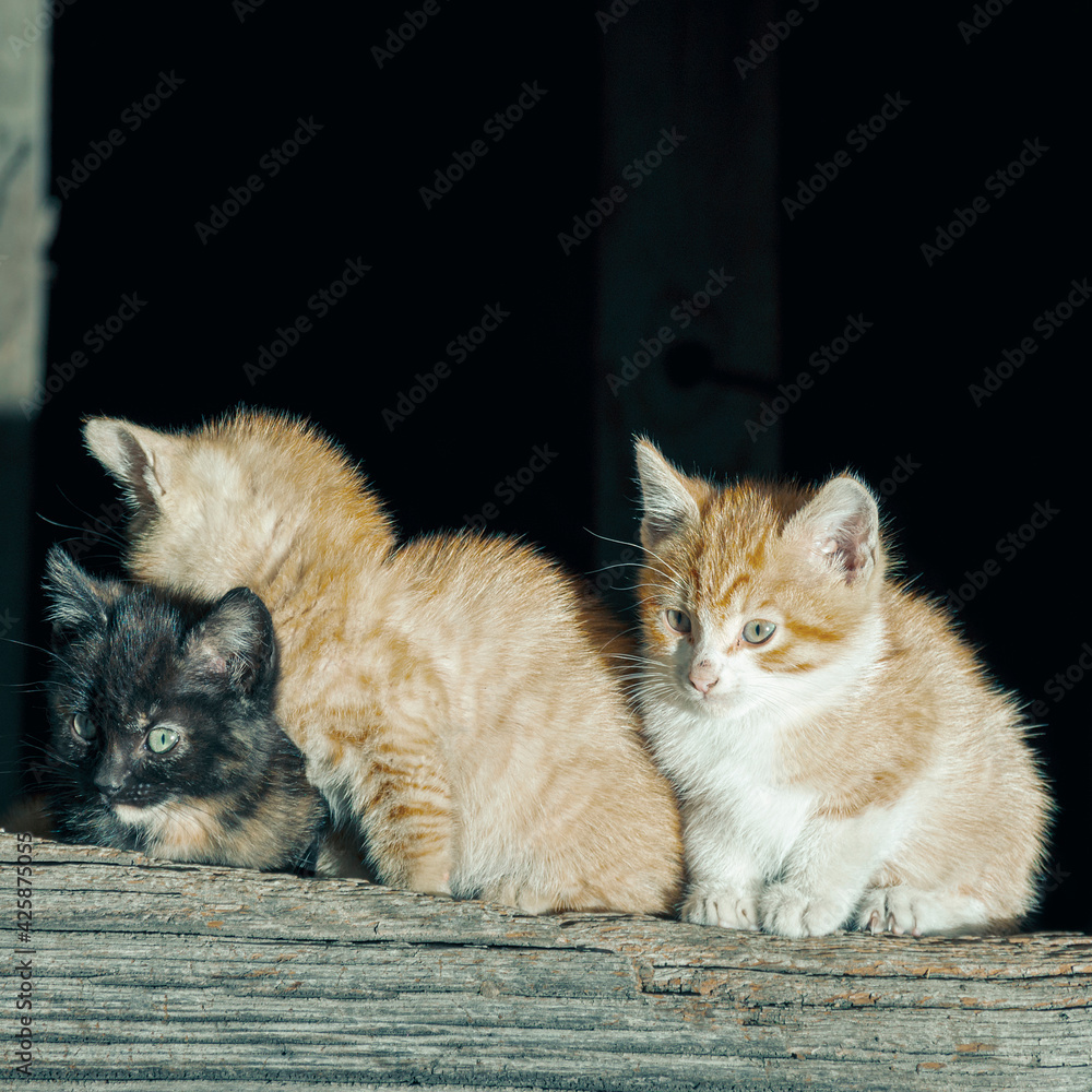 Cats in a town in the council of Aller in Asturias, Spain. In the photograph there are three cats, two orange and white cats and a black cat. The cats are only a few months old.