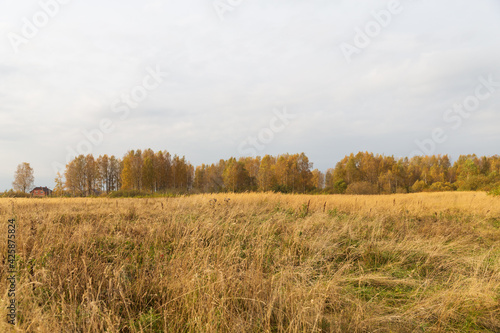 Autumn nature in the countryside. Yellowed forest and meadow