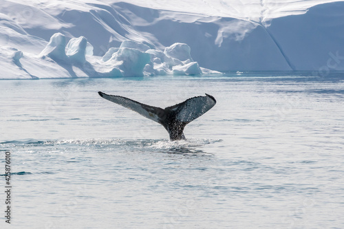 Humpback whale tail dripping water drops in arctic ocean with glaciers and icebergs around, in Greenland